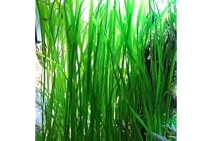 AQUALEAF AQUATICS Jungle Vallisneria Rooted Plants 15-20 inches Tall - Easy Background Aquarium Plants