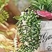 Artiflr 4pcs Artificial Hanging Plants Fake Succulents String of Pearls Fake Hanging Basketplant Lover's Tears Succulent Branch for Home Kitchen Office Garden Wedding Decor