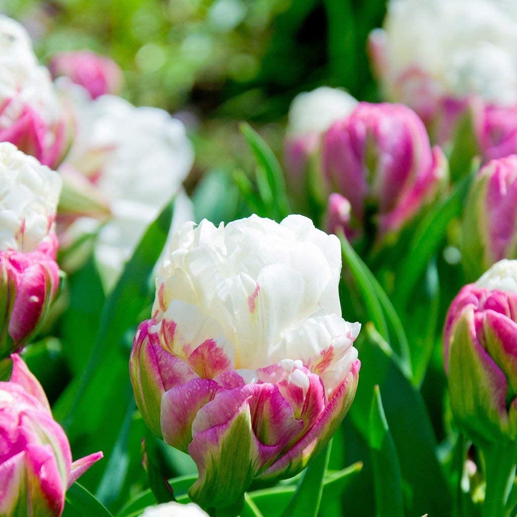 CHTING 5pcs Tulip Bulbs Ice Cream Tulip Magical Appearance Create A Classic Garden A Great Addition to Any Garden Widely Planted