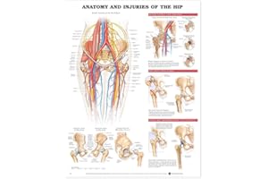 Anatomy and Injuries of the Hip Anatomical Chart