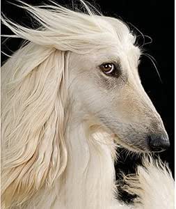 Pintura famosa de animales Encantador perro de caza afgano paisaje