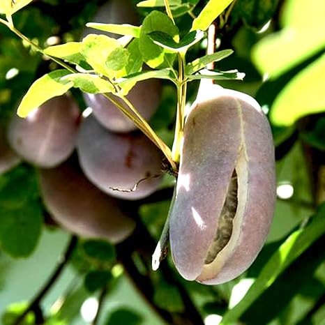 Amazon アケビの苗木 品種 三葉アケビ 品種で選べる果樹苗木 2年生 挿木苗 12cmポット 平均樹高 30cm 1個 ポット植えなのでほぼ年中植付け可能 葉が3枚で甘みが強く大きめの品種です アケビは果実としても山菜としても楽しめます 実以外にも果皮や蔓 葉 若芽