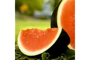 INSTANT LATCH 100 Sugar Baby Watermelon Seeds for Planting Non-GMO Watermelon Seeds Heirloom Fruit Garden Seed Packet (1)