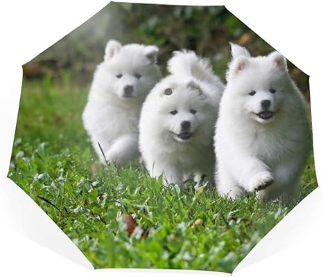 Amazon 日傘サモエデス白いふわふわ犬小犬 ブラックコーティング折りたたみ耐風傘 遮光率 Uv遮蔽率100 折りたたみ傘 レディース 遮光遮熱 晴雨兼用 耐風撥水 プレゼント Cherry Mug 傘 レインウェア 通販