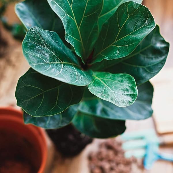 CUTE FARMS INDOOR FIDDLE LEAF FICUS LYRATA & FIG TREE FERTILIZER | GENTLE PLANT FOOD CONCENTRATE 3-1-2 FOR HEALTHY LEAVES & ROOTS (TWO – 8 OZ. BOTTLES)