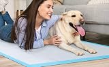 Bazaar 60x60cm Large Puppy Pads 600 Count | Highly Absorbent Leak-Proof view 2