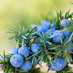 Aromatics International Pure Organic Juniper Berry