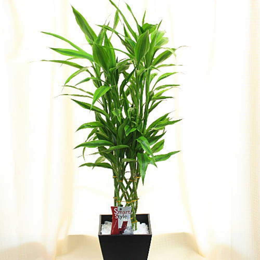 観葉植物 ミリオンバンブー ラッキーバンブー 6号 クロスリースタイル 観葉植物 Amazon