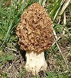 Morel Mushroom (Morchella esculenta) Mycelium Spawn Dried Seeds (10g)