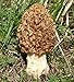 Morel Mushroom (Morchella esculenta) Mycelium Spawn Dried Seeds (10g)