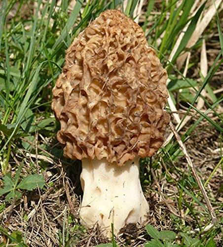 Morel Mushroom (Morchella esculenta) Mycelium Spawn Dried Seeds (10g)
