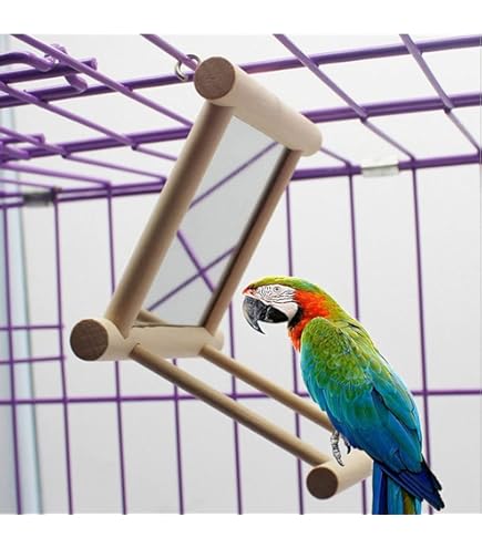 Do Mirrors Attract Birds: Surprising Facts You Need to Know
