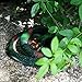 Halloween Rubber Rainforest Snakes - 5 Pack - 27 Inches - Snake Toys For Children, Gag toys, Prank, Prop, Gardens, Party Favors, Halloween & Decorations