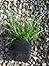 3 Hamlen Grass in 4 Inch Containers/Dwarf Fountain Grass (3 Pots of Plants) Ships from Rock Island, Tennessee. Grown here on Our own Farm.