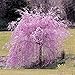 Trenton 20Pcs Pink Fountain Weeping Cherry Tree Seeds Garden Yard Dwarf Tree Plants