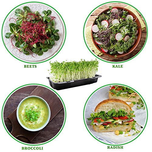 Microgreens Growing Kit - Organic Non GMO Seeds - Indoor Sprouting Greenhouse Tray - Radish Beets Kale Broccoli - Thumbnail 2