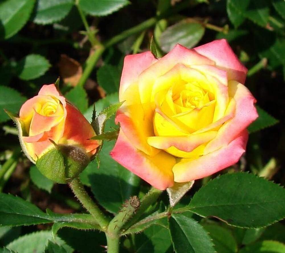 Orange Rugosa Roses Rose Orange Romantic Star Seeds 100+(Rosa Rugosa Thunb)Easy Grow Rose ...