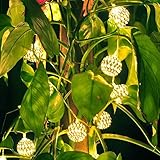 IREALIST Solar String Lights,Globe 20LED Sring Lights,Lanterns Tree Ornament for Outdoor, Gardens, Homes, Wedding, Waterproof