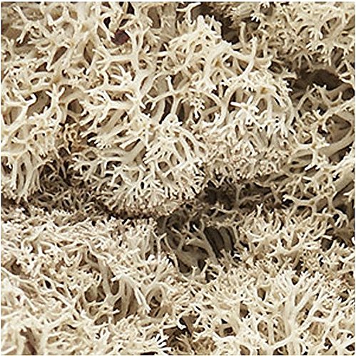 Lichen Bag, Natural, 1.5 qt