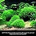 Luffy Coco Mini Moss, Builds a Beautiful and Natural Aquascape, Easy Care, Hardy and Long Lasting Plant, Filters and Provides Aquariums with Oxygen
