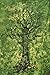 Popular Handicrafts Tapestry Wall Hanging Hippie Tree of Life Bohemian Hippy Psychedelic Design Indian Tapestries Bedspread 54x84 Inches,(140cm x 215cm) Green