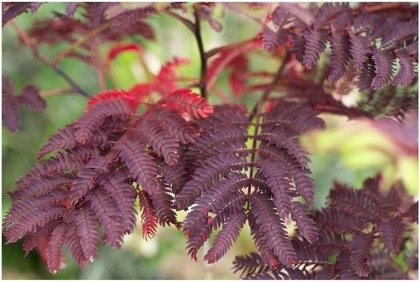 5 Albizia Summer Chocolate Purple Mimosa Silk Tree Seeds for Planting Outdoors Egarden