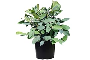 Green Promise Farms Fothergilla gardenii (Dwarf Witch Alder) Shrub, 3-Size Container, White Flowers