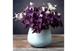 EKFRPAU 20pcs Oxalis Bulbs Purple Shamrock Bulbs Lucky Flowers Bulbs for Planting Purple Oxalis Triangularis Bulbs