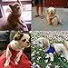 Comfort Fit Dog Harness No Pull with 2 Leash Clips Step in Harness for Small Sized Dogs Soft Padded Comfortable All Weather Dog Vest with Easy Control Adjustable Buckles for Dogs & Puppies – Blue XS
