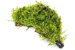SubstrateSource Live Planted Decor - Christmas Moss (Vesicularia montagnei) on Driftwood - Low Light, Green Accent Freshwater Aquatic Plant, Foreground Aquarium Placement for Aquascaping - 1 Pack