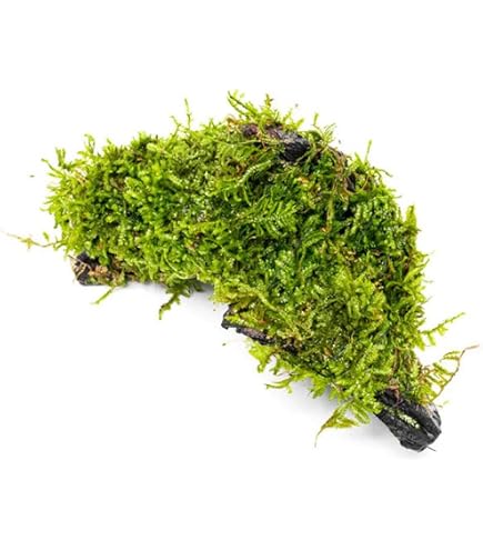 Amazon.com: Bucephalandra SP. Wavy Green - Rare Live Aquatic Plant