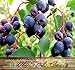 20 x SASKATOON SERVICEBERRY - Amelanchier alnifolia Seeds - Saskatoon Berry - fruit can be eaten raw or cooked. The fruit has a very nice sweet flavor with a hint of apple in the taste - HARDY To Zone 6 - By MySeeds.Co