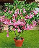 12 Seeds Dwarf Brugmansia Suaveolens Pink Seeds (Angel's Trumpet)