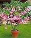 12 Seeds Dwarf Brugmansia Suaveolens Pink Seeds (Angel's Trumpet)