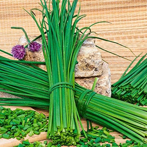 Creine 100 Pcs Garlic Chives Seeds - Vegetable Seeds (50 Pcs)