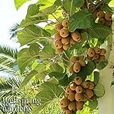 FEMALE Vincent KIWI FRUIT Vincent -Great for warm areas- Vine Plant Edible Actinidia chinensis