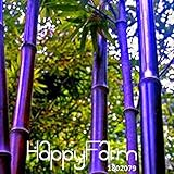 Hot Sale!Rare purple Timor Bamboo Seeds Bambusa black bamboo seeds planted courtyard Yi 100 Seeds/Pack