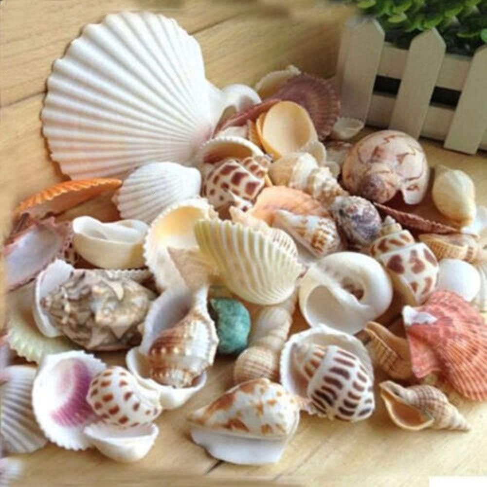 Youthful Beach Sea Shells and Conches, Mixed Natural Seashells Conches for Beach Theme Party DIY Craft Candle Making Wedding Decor Aquarium Decoration Fish Tank Supplies - Random Sending (#1)