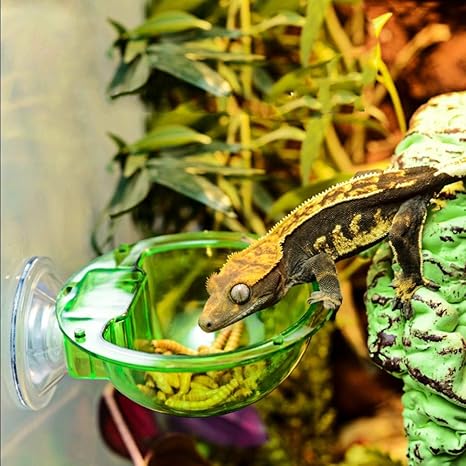 Jrtan Pet Reptile Water Dish Food Bowl Feeders Tortoise Lizard