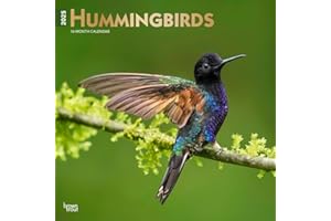 Hummingbirds | 2025 12 x 24 Inch Monthly Square Wall Calendar | Foil Stamped Cover | Plastic-Free | BrownTrout | Animals Wild