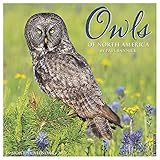 Owls 2019 Wall Calendar by