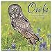 Owls 2019 Wall Calendar by