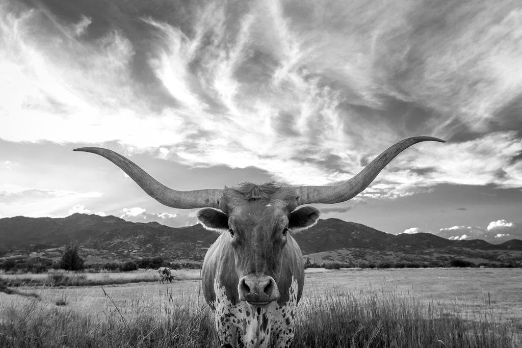 Texas Longhorn Bull Standing in Pasture Close Up Black and White Photo Photograph Cool Wall Decor Art Print Poster 36x24