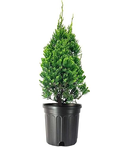 Amazon.com : Robusta Green Juniper | 1 Live Gallon Size Tree
