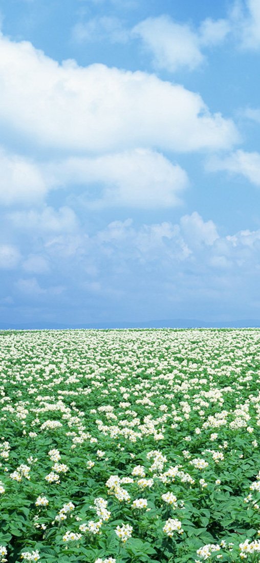 PeelitStickit, Beautiful Nature Wall Murals, ID-1467, vinyl