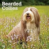 Bearded Collies 2020 12 x 12 Inch Monthly Square Wall Calendar, Animals Dog Breeds Bearded Collies ( by 