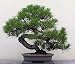 Japanese Black Pine 25 Seed - Bonsai primary
