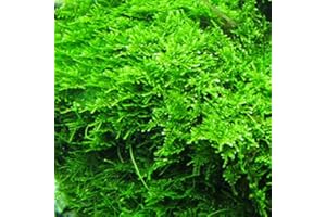 Marcus Fish Tanks - 3X Christmas Moss Vesicularia Montagne Live Freshwater Aquarium Plants Xmas Moss