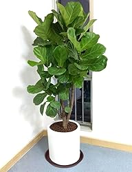 Bleuhome 4 Pack of 14 inch Plant Saucer, Heavy Duty