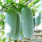 Winter Melon Seeds 10g Wax Gourd Hairy Round Tong Qwa Garden Vegetable Organic Chinese Green Fresh Climbing Herb Seeds for Planting Outdoor for Cooking Dish Soup